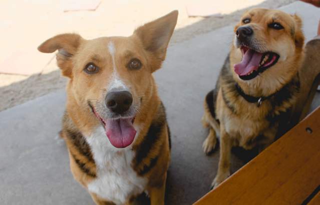 Two medium sized brown dogs smile at the camera