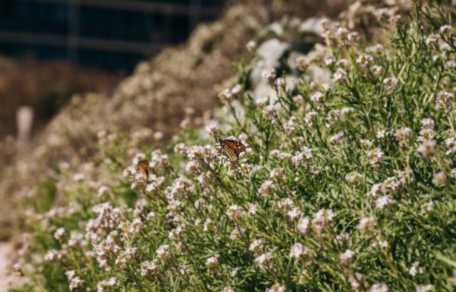 Monarch Butterfly in Sand Dunes sitting on top of small white flowers.
