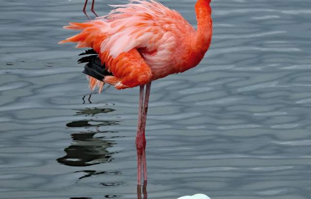 flamingo-birding