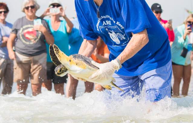 Turtle Release
