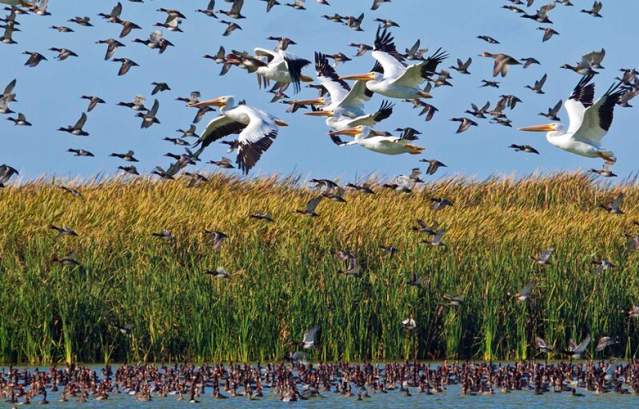 Birds