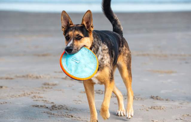 A Pet-Friendly Day in Port A