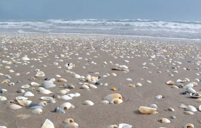 Seashells on the beach