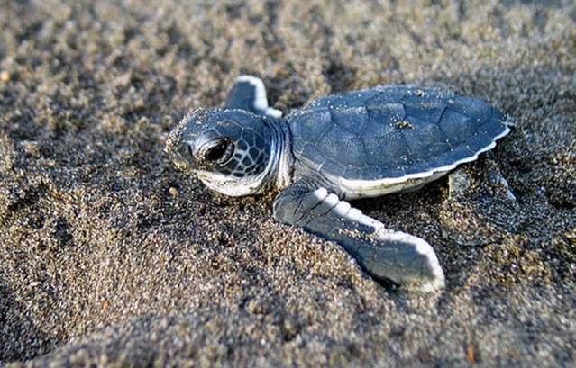 Little Turtle