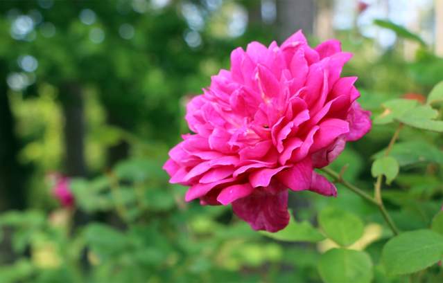 Celebrate Mother's Day in Shreveport-Bossier, LA