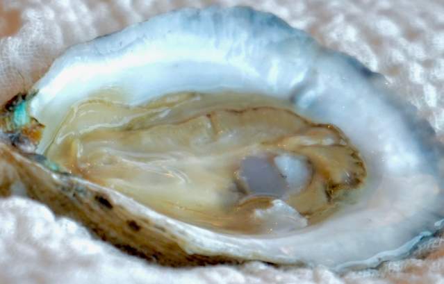 Texas Clear Water Oyster Gardens