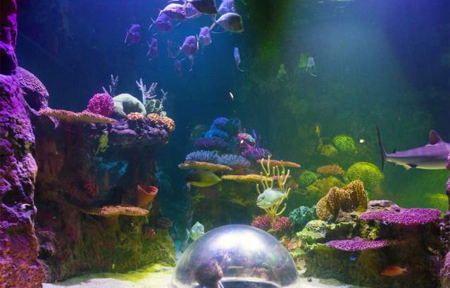 Shreveport Aquarium