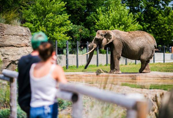 people looking at the elephants at the zoo