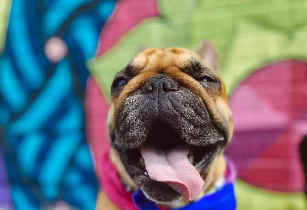 Discover Wauwatosa with Your Dog
