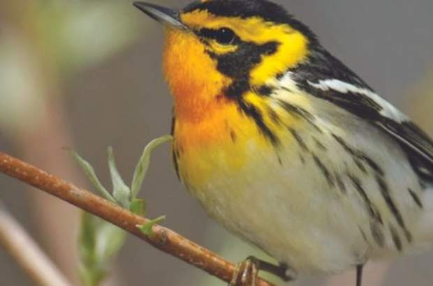 Blackburnian Warbler