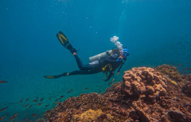 Exploring the depths of blue waters in Punta Deseo Coiba, surrounded by vibrant coral reefs and teeming schools of fish