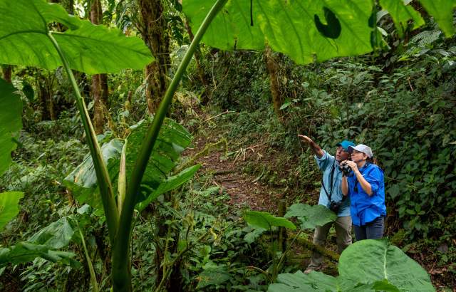 Birdwatching in the tropical forest of La Amistad International Park in Cerro Punta, Panamá.
