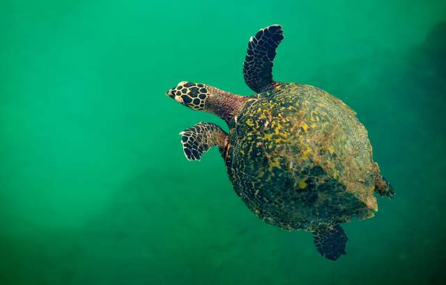The image shows a sea turtle swimming in clear blue water. The turtle has a brown shell with yellow markings and its flippers are visible. It's difficult to determine the exact species of the sea turtle from this image, but it could be a Hawksbill sea turtle based on its shell pattern.