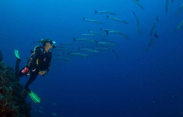 Diving near corals and colorful schools of fish in Islas de Afuera, Coiba