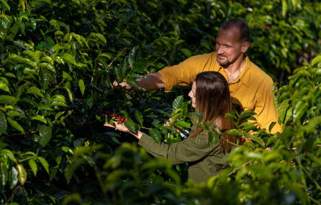 Couple exploring in coffee plantation, Finca Lérida, Boquete, Chiriquí Province, Panamá
