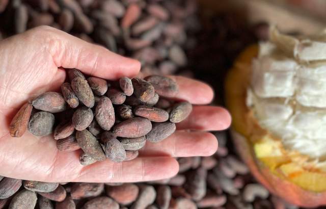 Mano sosteniendo granos de cacao seco en Bocas del Toro Panamá