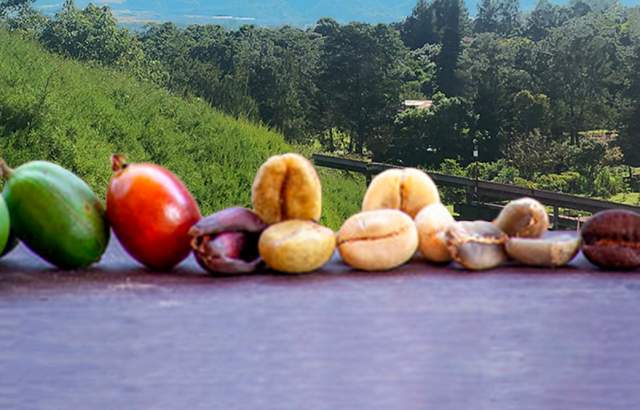 The green beans are roasted to develop their flavor and aroma. The color changes from green to brown, and the beans expand in size.