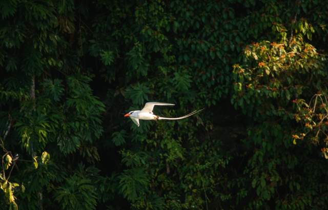 A beautiful Rabijunco piquirrojo flying near Pajaro Island