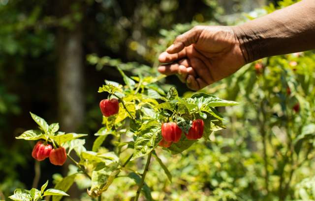 A hand reaching out to grab a pepper at Achiote Colon province