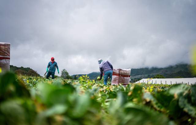 Farmer handling produce in a farming field at  Cerro Punta