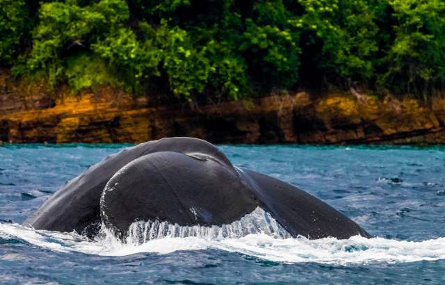 Humpback whales tail sticking out of the water on Pacific Ocean