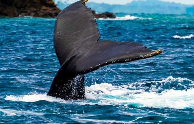 Humpback whales tail sticks out of the water