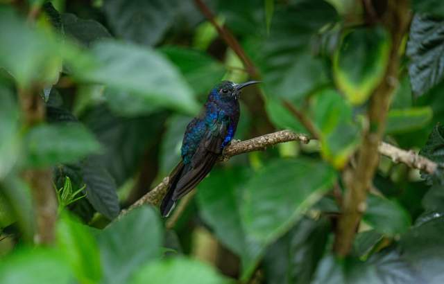 Side portrait of a green and purple hummingbird on a branch.