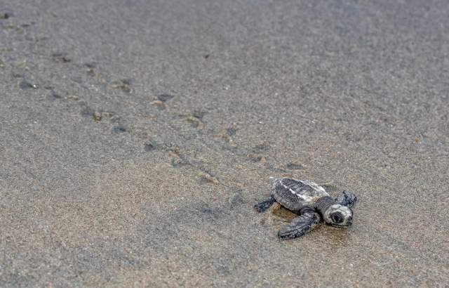 Turtle hatchling walks away into the sea