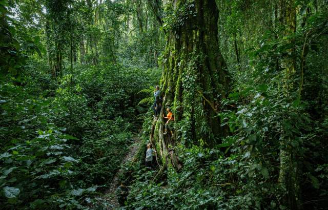 Hikers exploring Panama’s tropical rainforest beside a giant tree covered in vegetation.