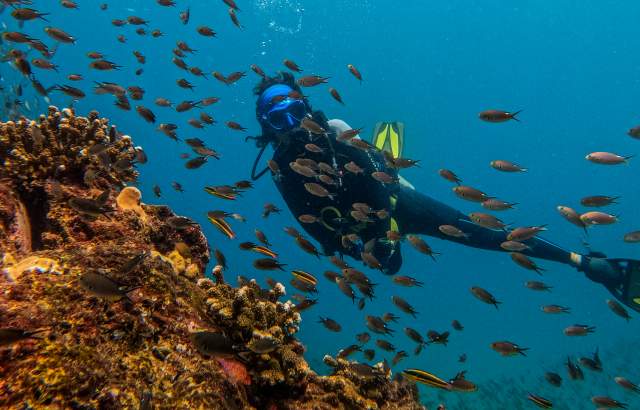 Diving enthusiast in the midst of a fish-filled underwater reef.