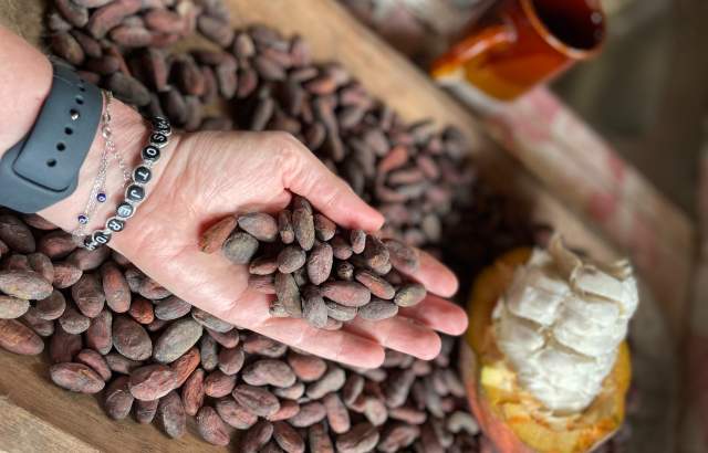 Hand holding cacao seeds
