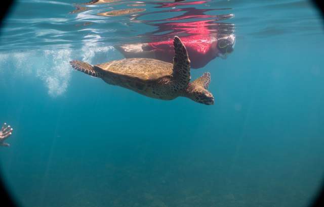 A turtle leisurely swimming in the boundless sea.