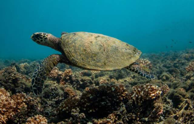 A large sea turtle swims gracefully over a vibrant coral reef.