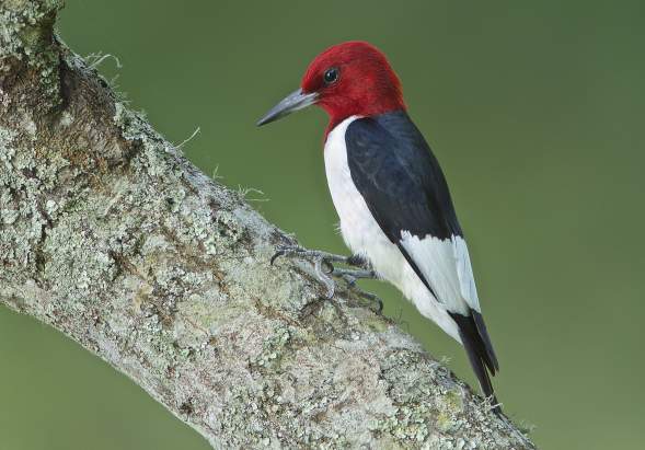 Red-headed woodpecker that can be found in Beaumont