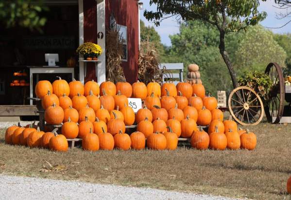 Pumpkins for sale at Mink and Walter's Pumpkin Patch