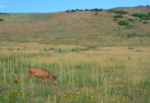 Maxwell Open Space Deer