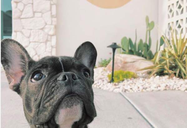 French Bulldog at Hello Sailor Restaurant