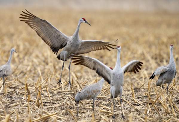 Sandhill Cranes