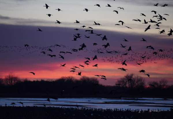 Sunrise River Blind Sandhill Crane Viewing Tour