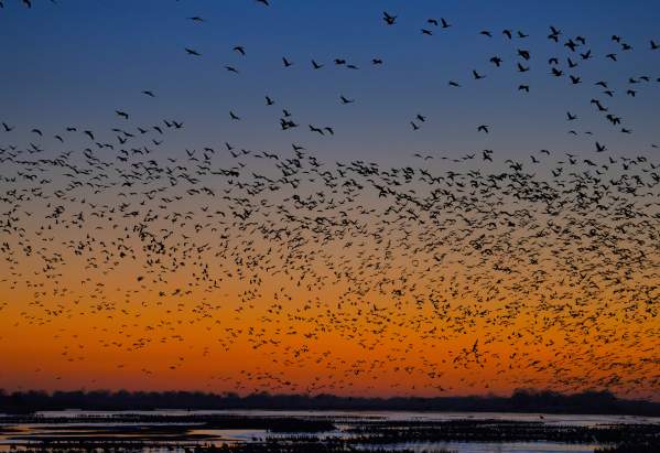 Sandhill Cranes