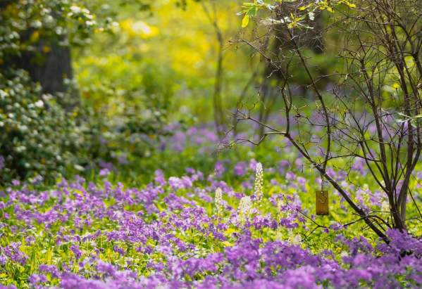 Purple flowers in a field