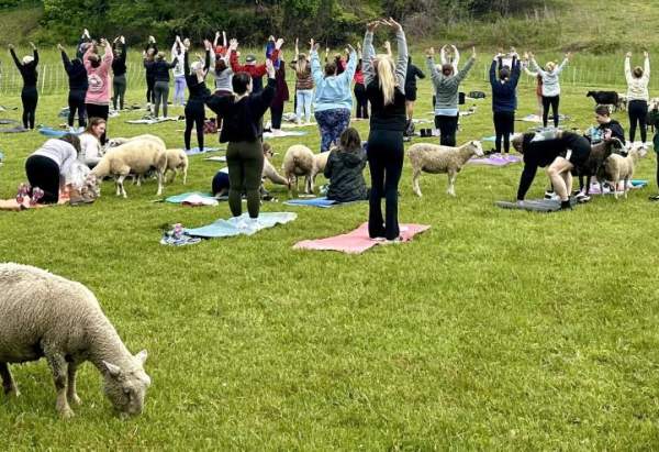 Lamb Yoga