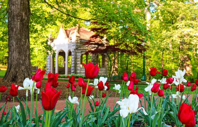 A close-up of tulips with the Rose Well House in the background