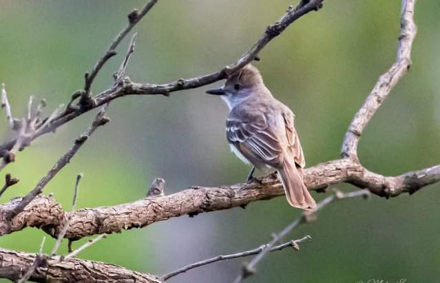 Birding Hike @ Birding Hike | Canyon | Texas | United States