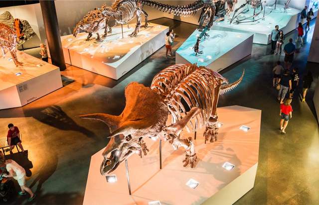 Dinosaur Skeleton In The Houston Museum Of Natural Science
