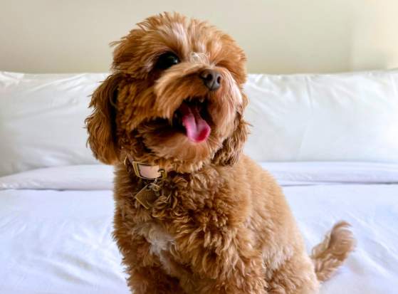 Dog-Friendly Norman: Bring the Pup, Keep the Plans