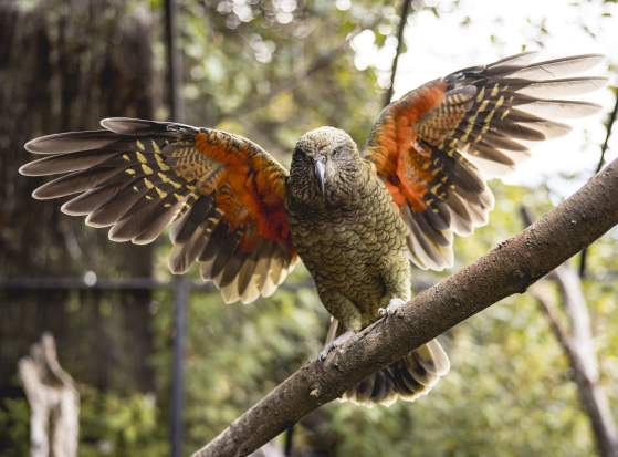 Conservation heroes: Forty years of Kiwi Park Queenstown