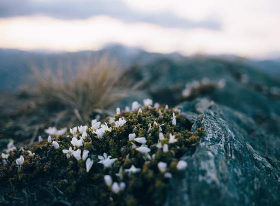 Roys Peak Moss, DMP