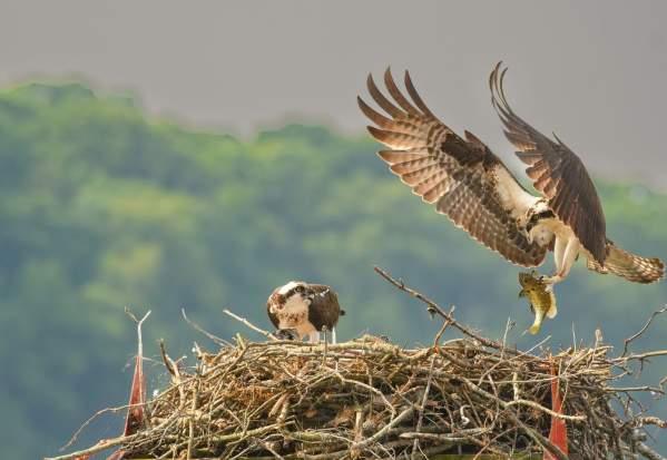 The Captivating Birds of Lake Norman
