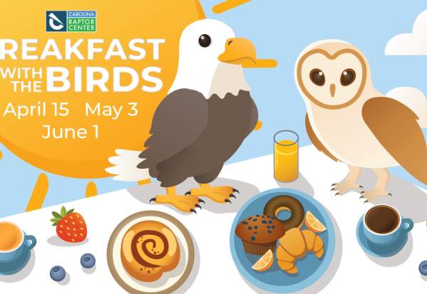 Breakfast with the Birds
